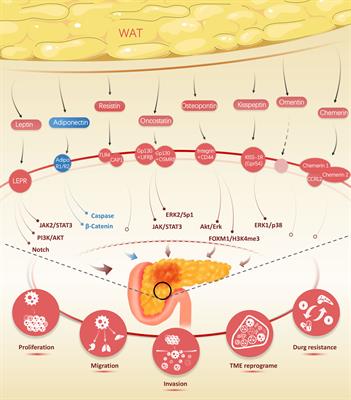 The Role of Adipokines in Pancreatic Cancer